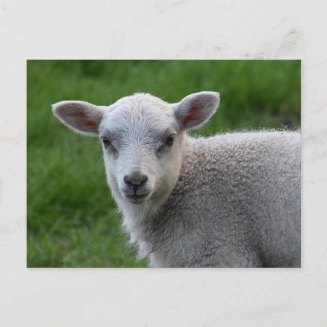 Carte Postale Agneau (Devant)