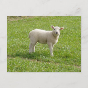 Carte Postale Agneau