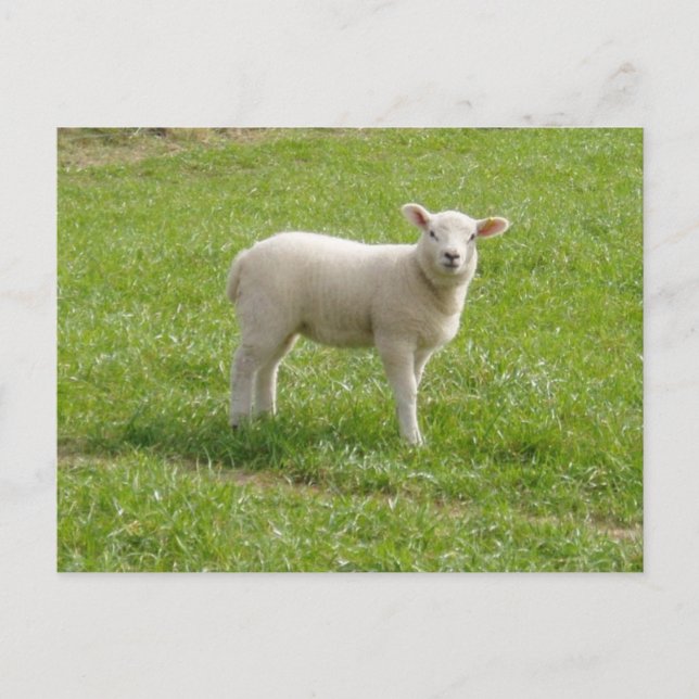 Carte Postale Agneau (Devant)