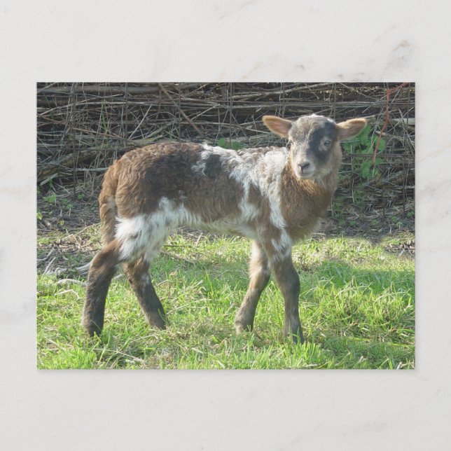 Carte Postale Agneau 2012 : SusannaDuffy (Devant)