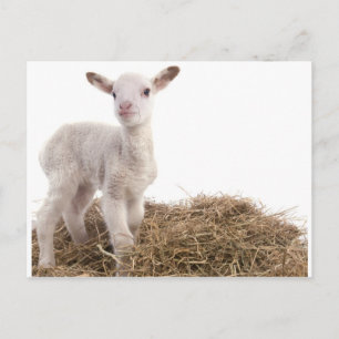 Carte Postale agneau blanc