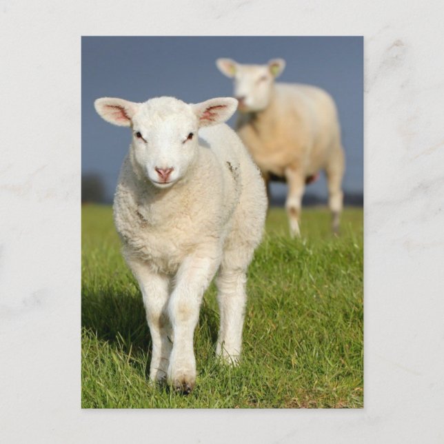 Carte Postale Agneau curieux (Devant)