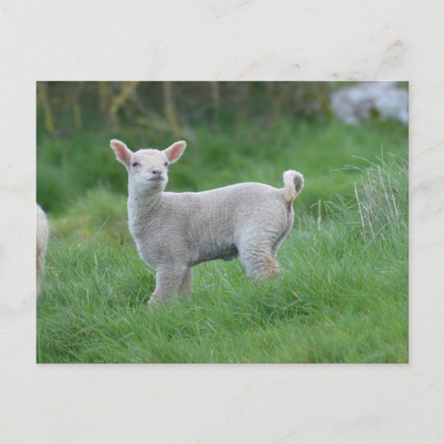 Carte Postale Agneau de bébé (Devant)