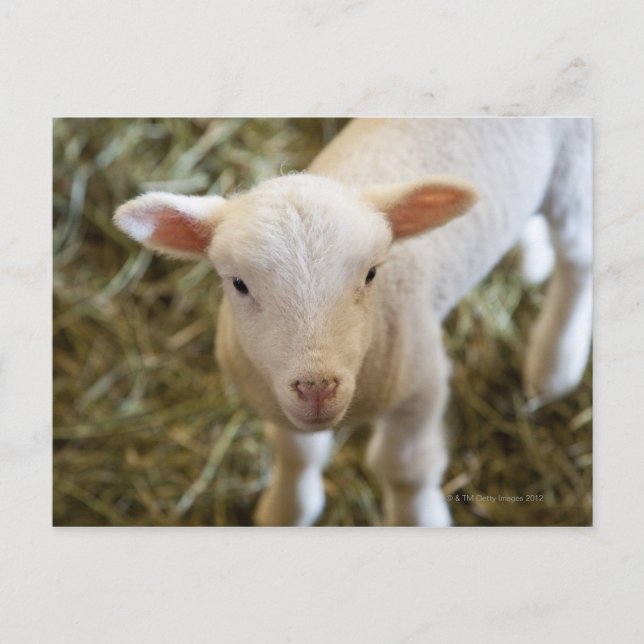 Carte Postale Agneau de bébé (Devant)