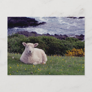 Carte Postale Agneau Du Devon Sud Reposé Sur La Côte Éloignée Sa