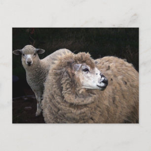 Carte Postale Agneau et mouton