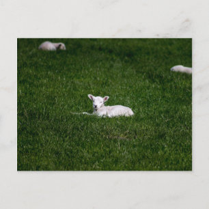 Carte Postale Agneau jeune