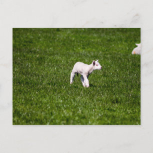 Carte Postale Agneau jeune