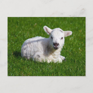 Carte Postale Agneau mignon nouveau-né sur l'herbe verte