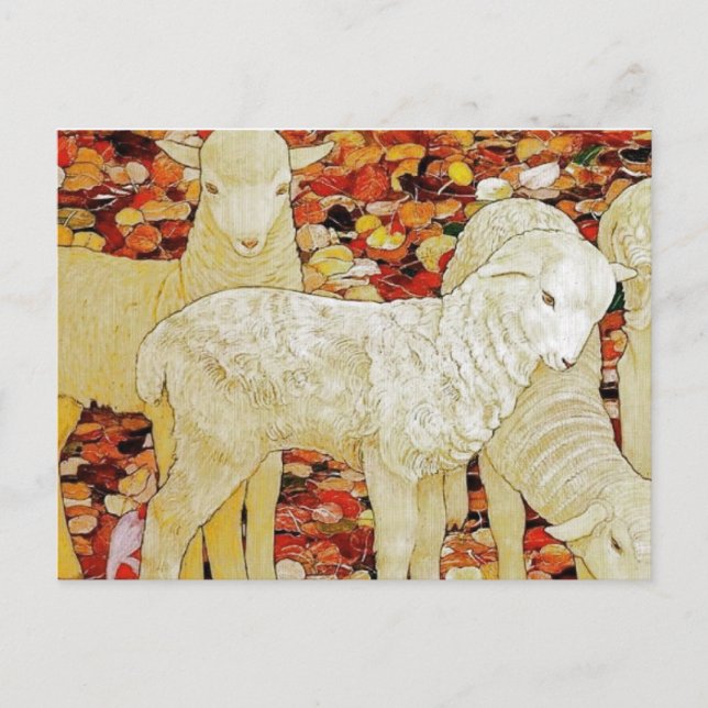 Carte Postale Agneaux (Devant)
