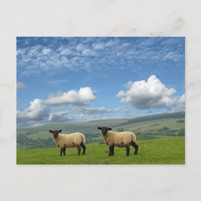 Carte Postale Agneaux (Devant)