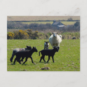 Carte Postale Agneaux de mouton Bodmin Moor Cornwall Angleterre
