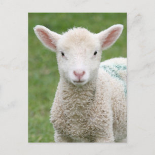 Carte Postale Agneaux de printemps