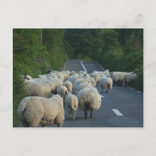 Carte Postale Agneaux de routes des moutons