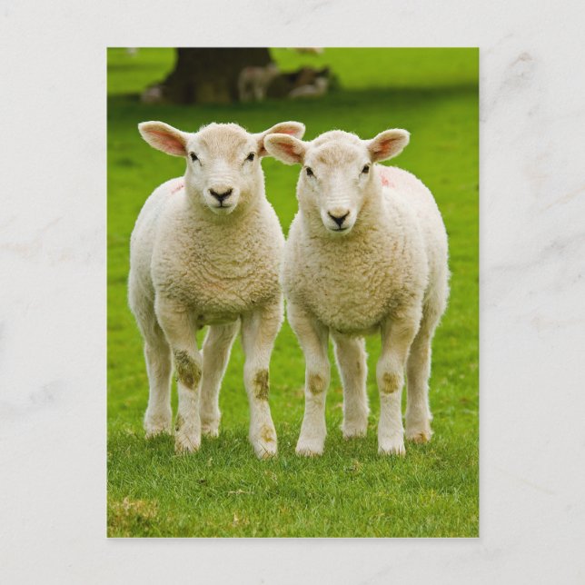 Carte Postale agneaux jumeaux (Devant)