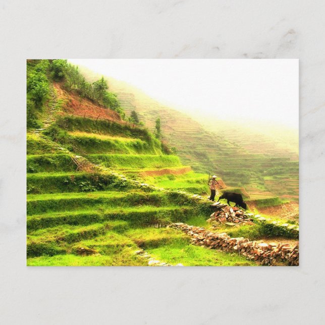 Carte Postale Agriculteur chinois (Devant)