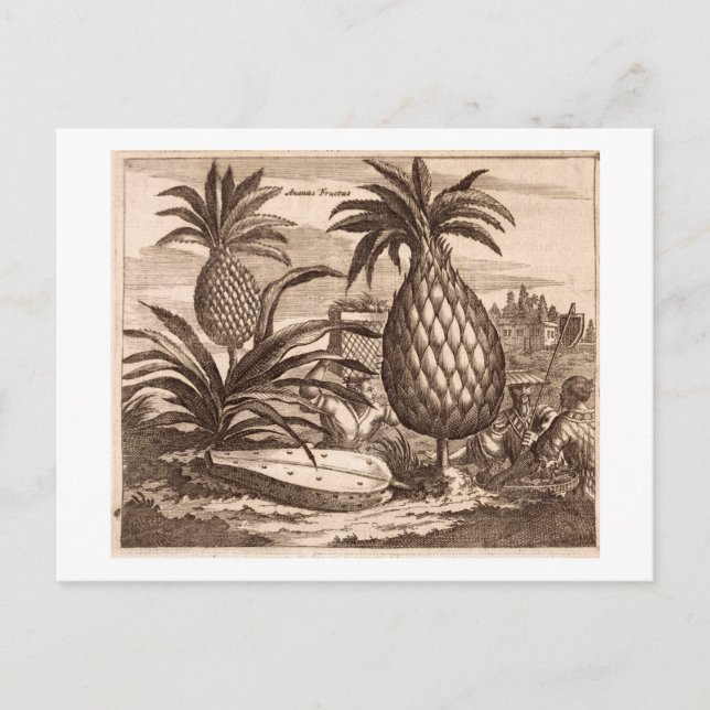 Carte Postale Agriculture de grands ananas, illustration d'un de (Devant)