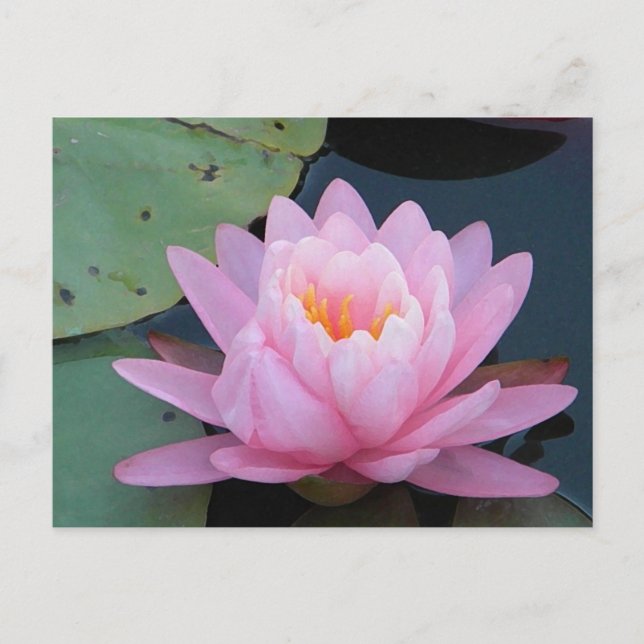 Carte postale AH-Pink Water Lily (Devant)