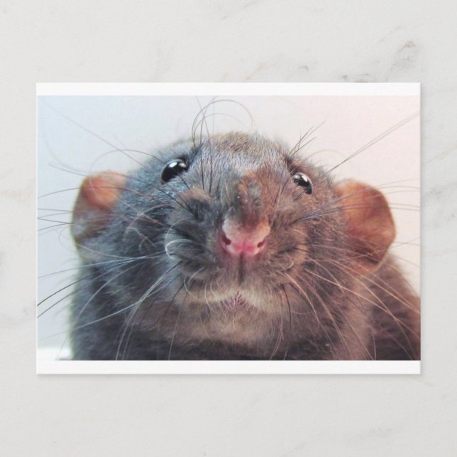 Carte Postale Ai-Je Votre Attention ? (Devant)