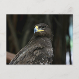 Carte Postale Aigle