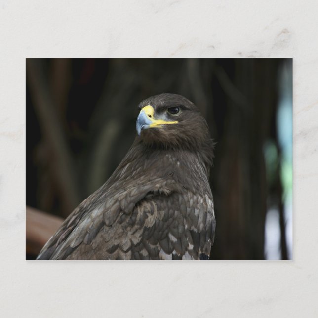 Carte Postale Aigle (Devant)