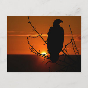 Carte Postale Aigle