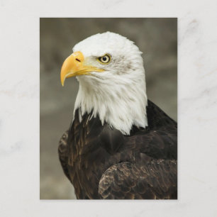 Carte Postale Aigle