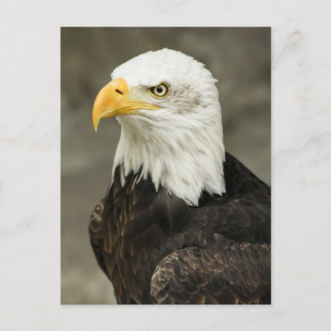 Carte Postale Aigle (Devant)