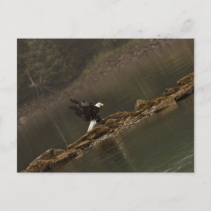 Carte Postale Aigle