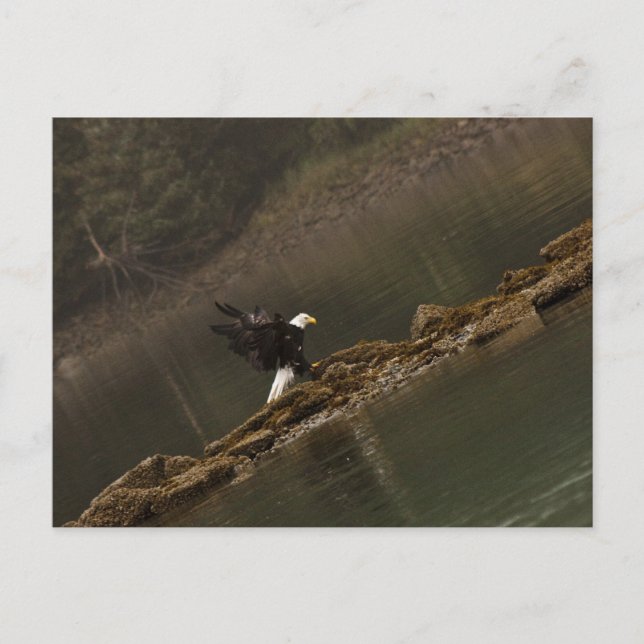 Carte Postale Aigle (Devant)