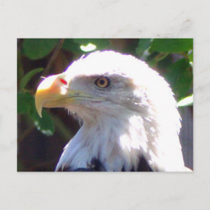 Carte Postale Aigle