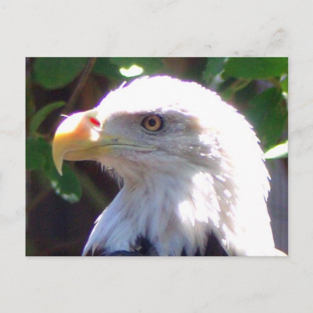 Carte Postale Aigle (Devant)
