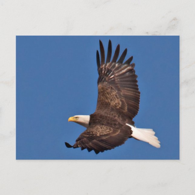 Carte Postale Aigle à tête blanche (Devant)