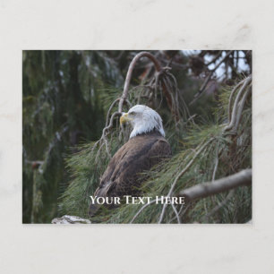 Carte Postale Aigle à tête blanche américaine