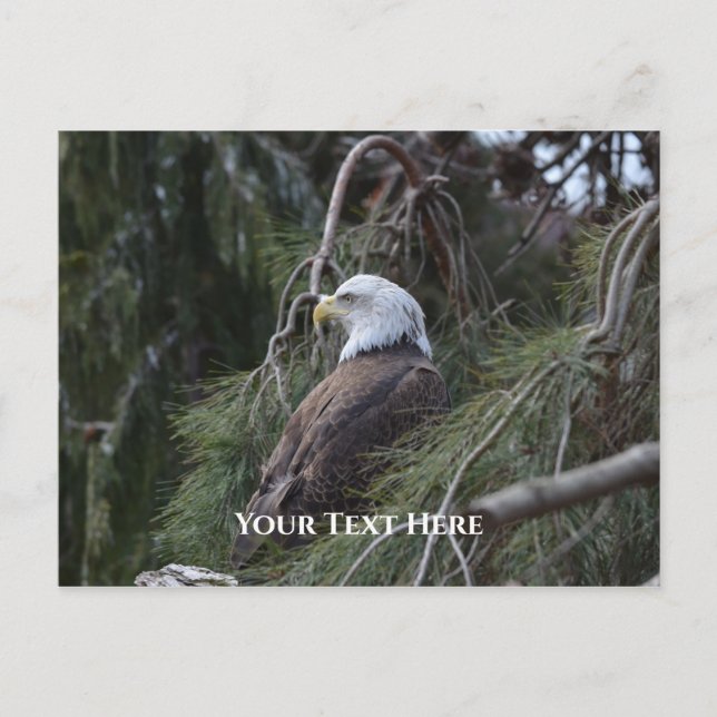 Carte Postale Aigle à tête blanche américaine (Devant)