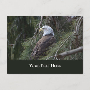 Carte Postale Aigle à tête blanche américaine