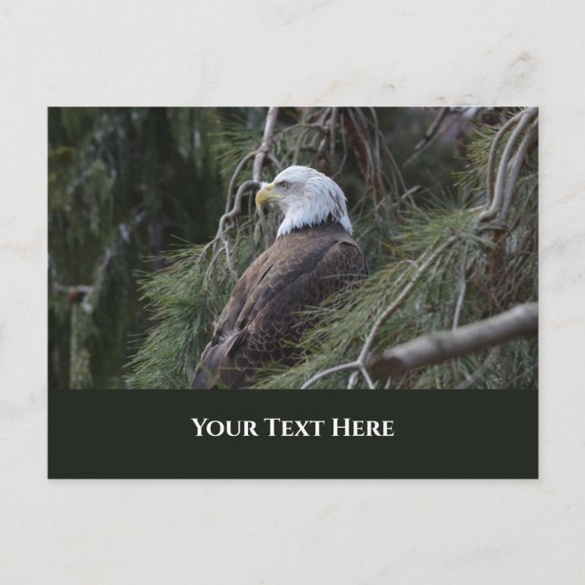 Carte Postale Aigle à tête blanche américaine (Devant)