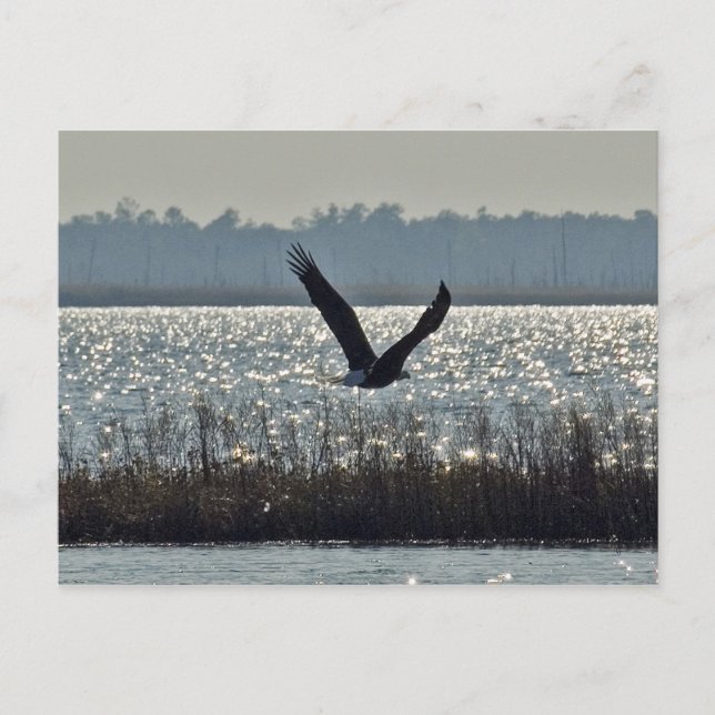 Carte Postale Aigle à tête blanche américaine (Devant)