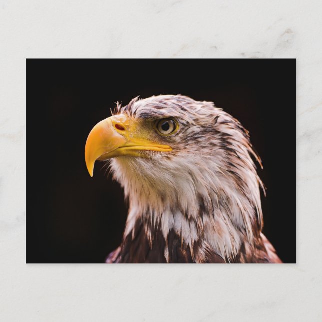 Carte Postale Aigle à tête blanche américaine (Devant)