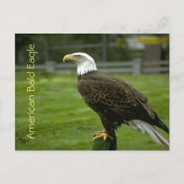 Carte Postale Aigle à tête blanche américaine (Devant)