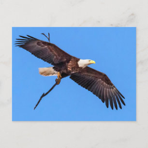 Carte Postale Aigle à tête blanche avec branche