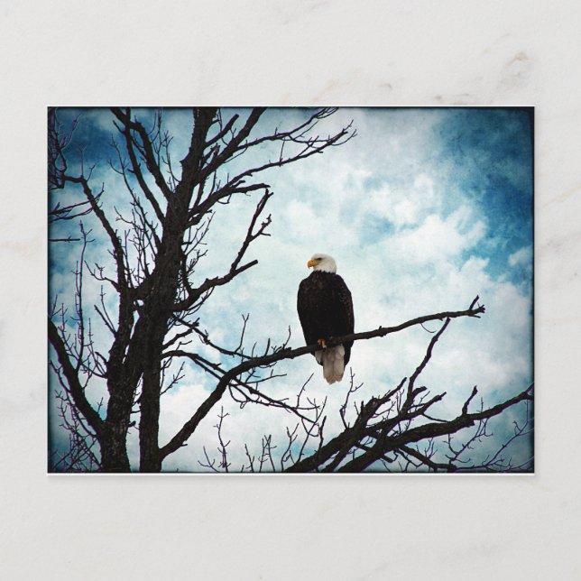 Carte Postale Aigle à tête blanche dans un arbre avec ciel bleu  (Devant)