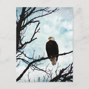 Carte Postale Aigle à tête blanche dans un arbre avec ciel bleu 