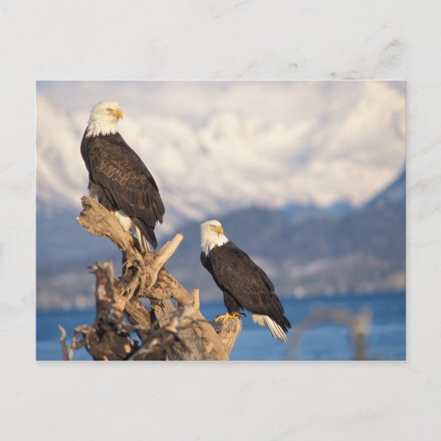 Carte Postale aigle à tête blanche, Haliaeetus leuccocephalus, p (Devant)