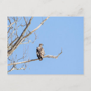 Carte Postale Aigle à tête blanche juvénile