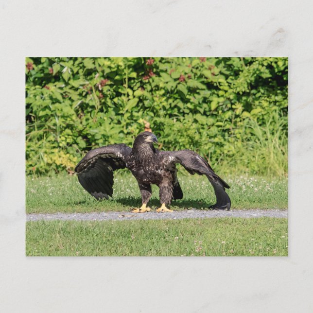 Carte Postale Aigle à tête blanche juvénile (Devant)