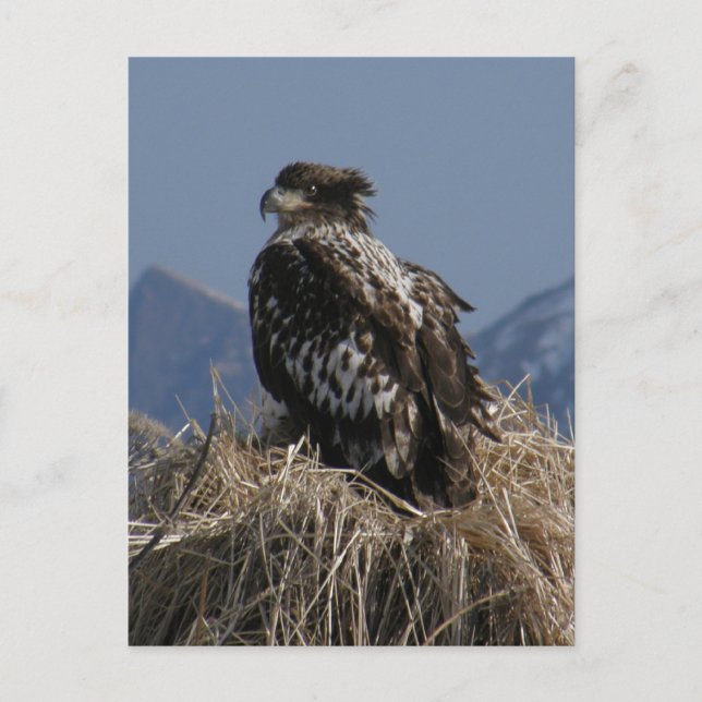 Carte Postale Aigle à tête blanche juvénile au bord du rivage (Devant)
