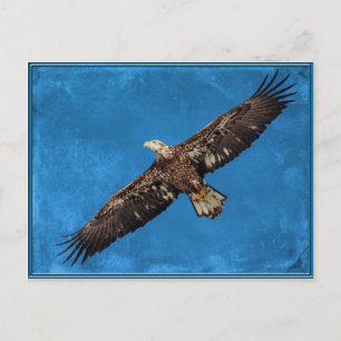 Carte Postale Aigle à tête blanche juvénile en vol