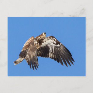 Carte Postale Aigle à tête blanche juvénile en vol