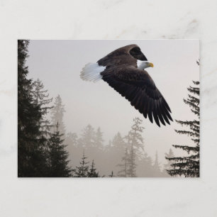 Carte Postale Aigle à tête blanche qui s'envole à travers la fos